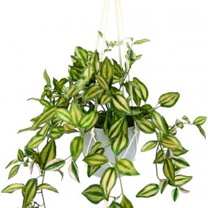 I.GE.A. Kunstpflanze »Tradeskantie«, (1 St.), Tradescantiahängeampel