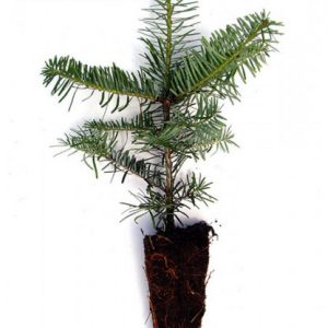 Nordmanntanne Containerpflanzen Herkunft Ambrolauri 15-30cm