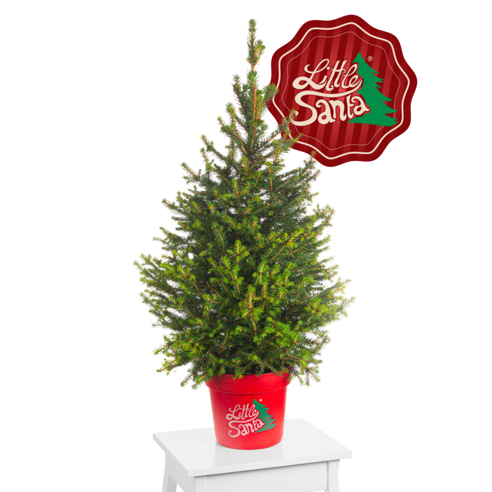 ️Weihnachtsbaum Fichte 