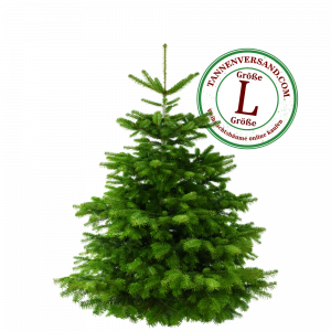 Weihnachtsbaum Nordmanntanne L 150-175cm