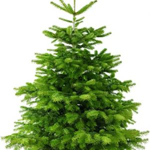✔️ Weihnachtsbaum ☆ kaufen auf Tannenbaum-Depot.de ☆
