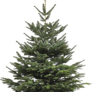 ✔️ Weihnachtsbaum 120 ☆ auf kaufen ☆ Tannenbaum-Depot.de cm