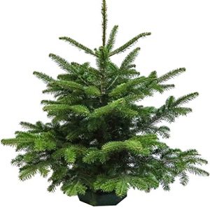 ✔️ Weihnachtsbaum ☆ kaufen auf Tannenbaum-Depot.de ☆ | Echte Weihnachtsbäume