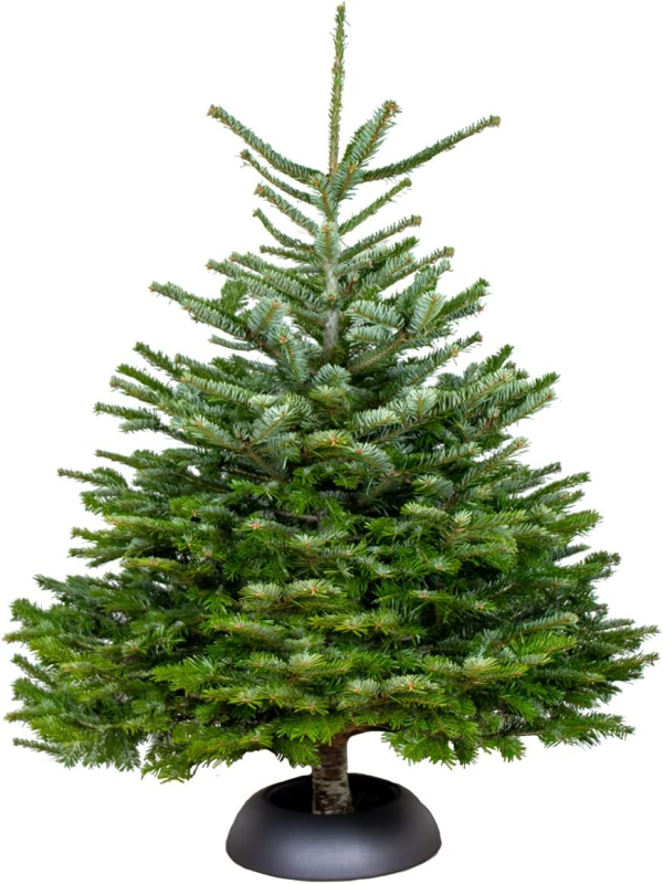 Bloomique Nordmann Weihnachtsbaum – Ohne Klumpen gesägt -140-150 cm