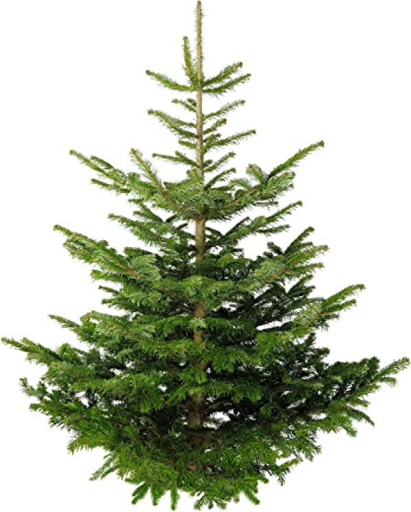 Echter Premium Weihnachtsbaum Nordmanntanne Tannenbaum Christbaum frisch geschlagen 1. Wahl versch. Größen (125-150 cm)
