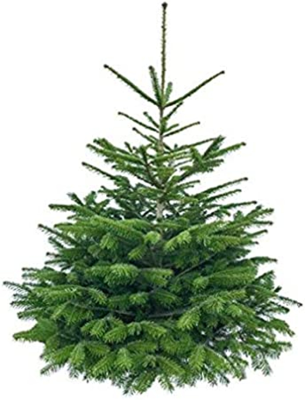 echter Weihnachtsbaum Nordmanntanne aus dem Odenwald (< 100 cm)