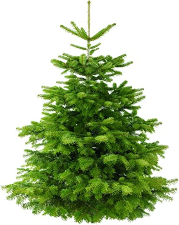 Echter Weihnachtsbaum – Nordmanntanne -frisch geschlagen 160-180 cm