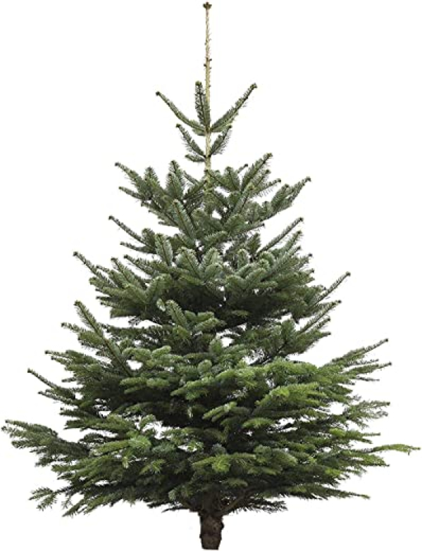 Echter Weihnachtsbaum – Nordmanntanne – frisch geschlagen Christbaum Tannenbaum (Tanne, 145-160 cm)
