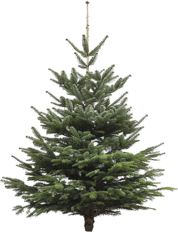 Echter Weihnachtsbaum – Nordmanntanne – frisch geschlagen Christbaum Tannenbaum (Tanne, 100-120 cm)