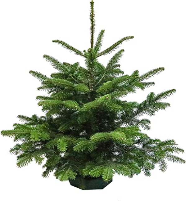 Tannenbaum Nordmanntanne H 100 – 120 cm echt Premium Tanne Nordmann Weihnachtsbaum frisch geschlagen Frischtanne Weihnachtsdeko Christbaum…