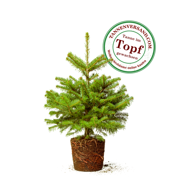 Weihnachtsbaum Nordmanntanne im Topf gewachsen