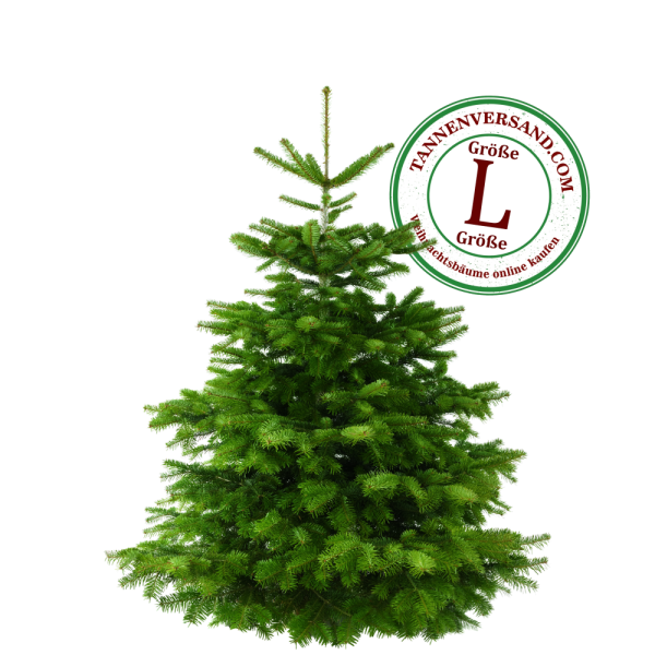 Weihnachtsbaum Nordmanntanne L 150-175cm