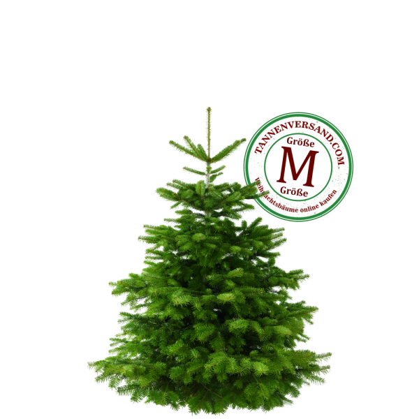 Weihnachtsbaum Nordmanntanne M 125-150cm
