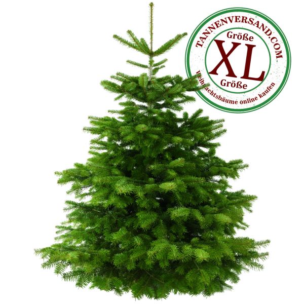 Weihnachtsbaum Nordmanntanne XL 175-200cm