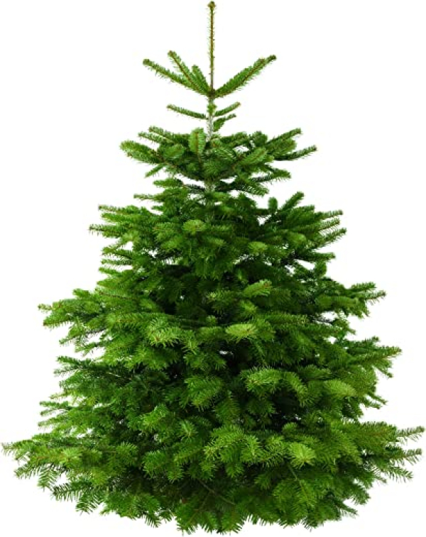 Weihnachtsbaum Tannenbaum Christbaum Nordmanntanne geschlagen mit Holzkreuz 100-125 cm