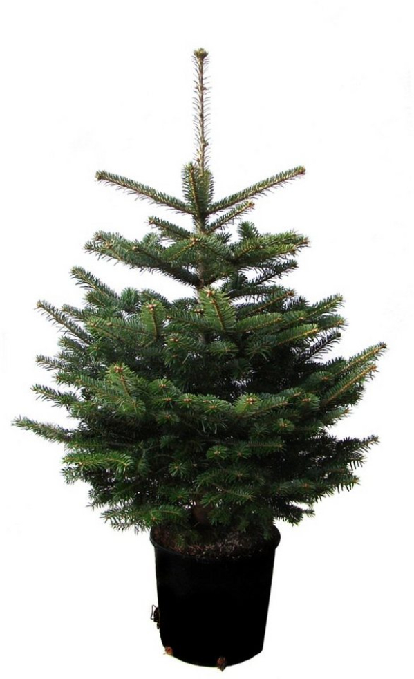 Weihnachtsbaumland Echter Weihnachtsbaum »Echte Nordmanntanne zum Einpflanzen«, im Topf gewachsen
