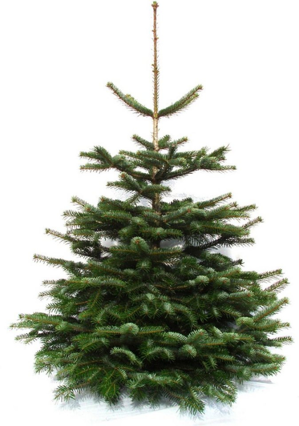 Weihnachtsbaumland Echter Weihnachtsbaum »Echte Premium-Nordmanntanne«, Nordmanntanne