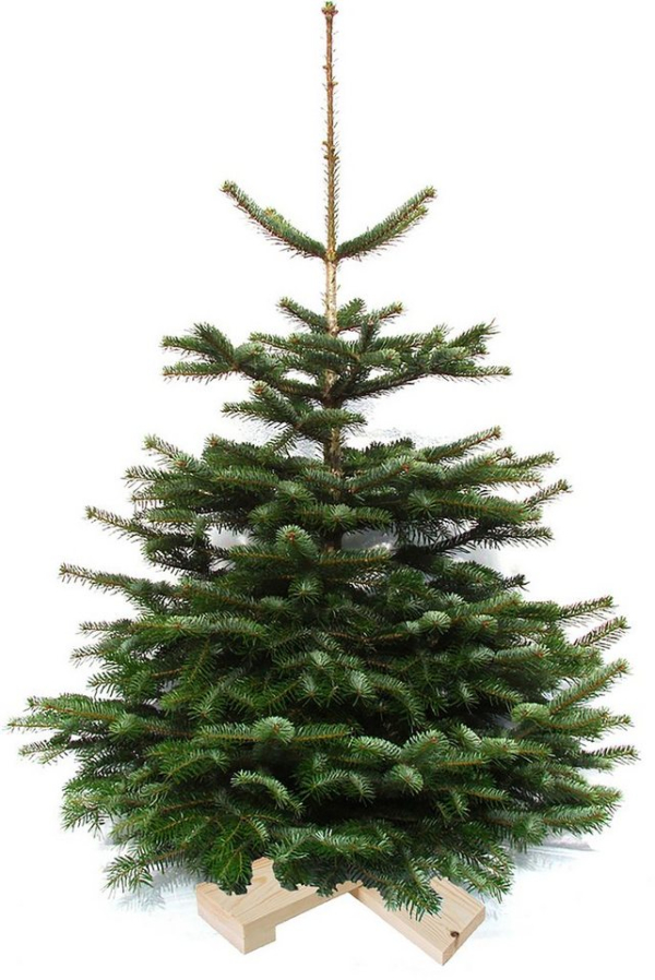 Weihnachtsbaumland Echter Weihnachtsbaum »Nordmanntanne auf Holzkreuz montiert«, Nordmanntanne, Höhe ca. 100 bis 120 cm